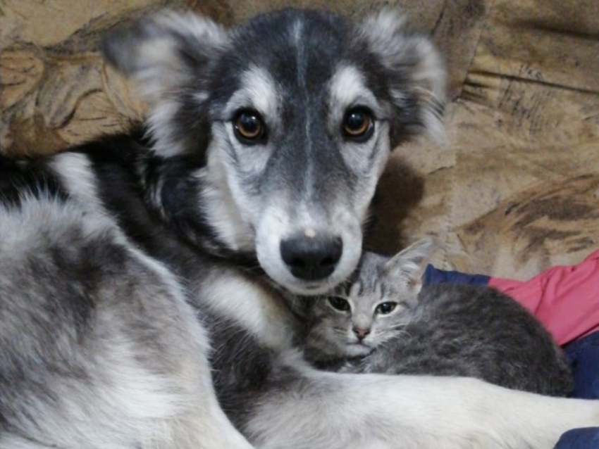 «Оберегают друг друга»: щенку и котенку ищут дом и новую семью