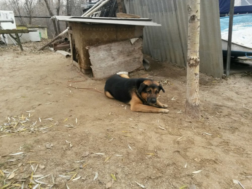 Спасатели Волгодонска приютили заблудившегося пса