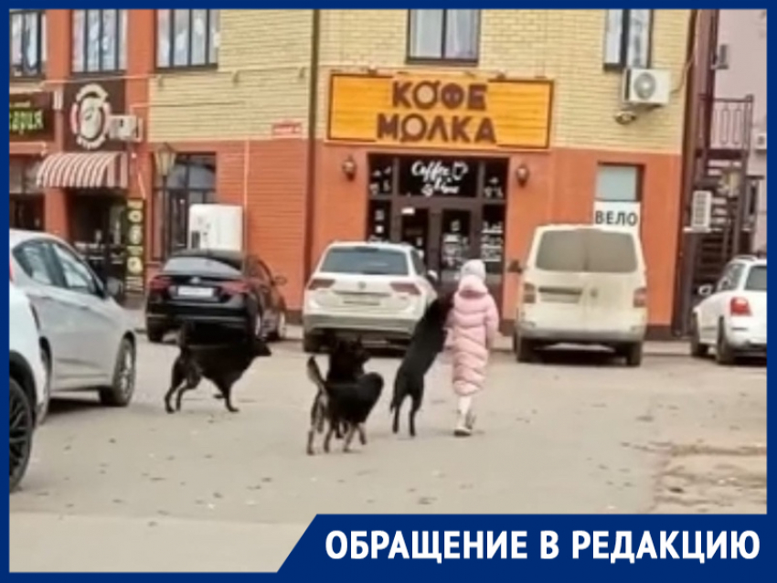 «Стая собак терроризирует детей в районе школы №11»: волгодончанка
