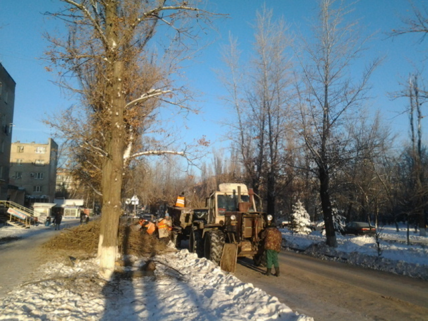 В Волгодонске началась зимняя вырубка деревьев 