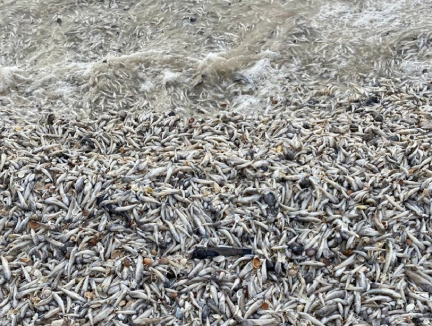«Цимлянское водохранилище в предзаморном состоянии»: эксперты прогнозируют новые случаи массовой гибели рыбы 