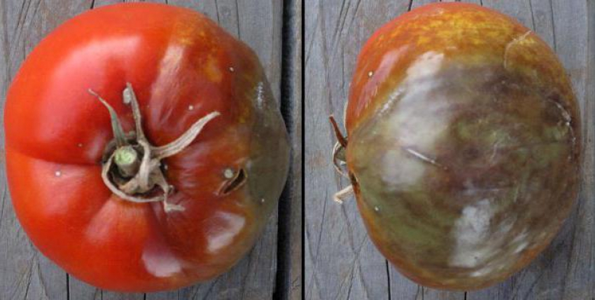 Миссия волгодонцев – спасти помидоры от страшной фитофторы