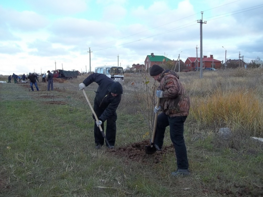 В Волгодонске несмотря на мороз общественники и студенты посадили деревья и навели порядок на заливе