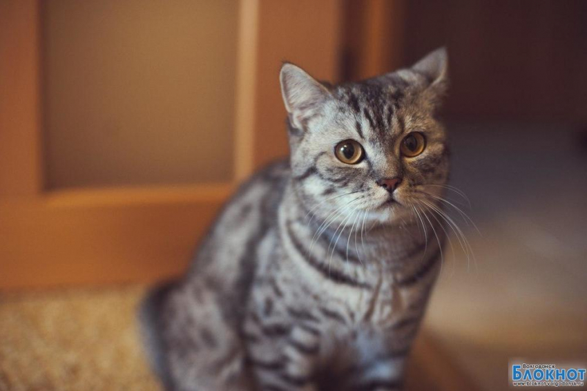 Феликс — тридцать третий участник конкурса «Самый красивый кот Волгодонска»