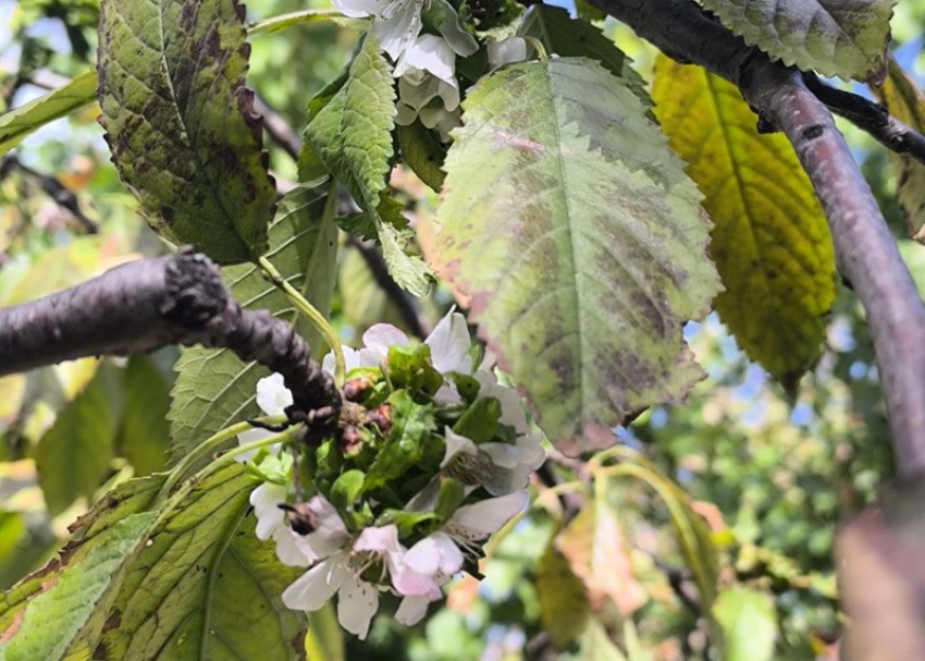 Чудо в сентябре: в Волгодонске зацвела черешня