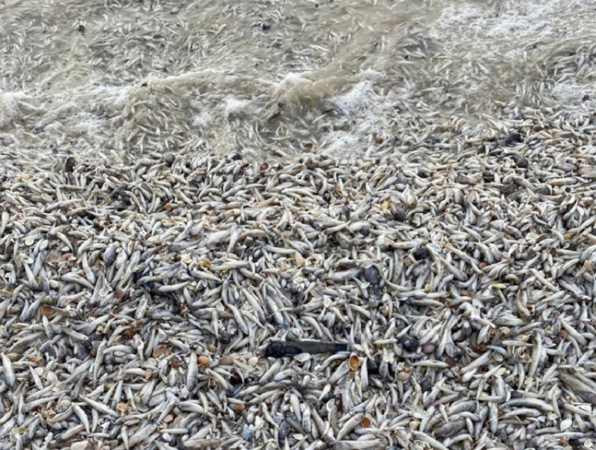 Рыба водохранилищ. Цимлянское водохранилище рыба. Замор рыбы на Цимлянском водохранилище 2021. Массовая гибель рыбы. Гибель рыбы в Цимлянском водохранилище.