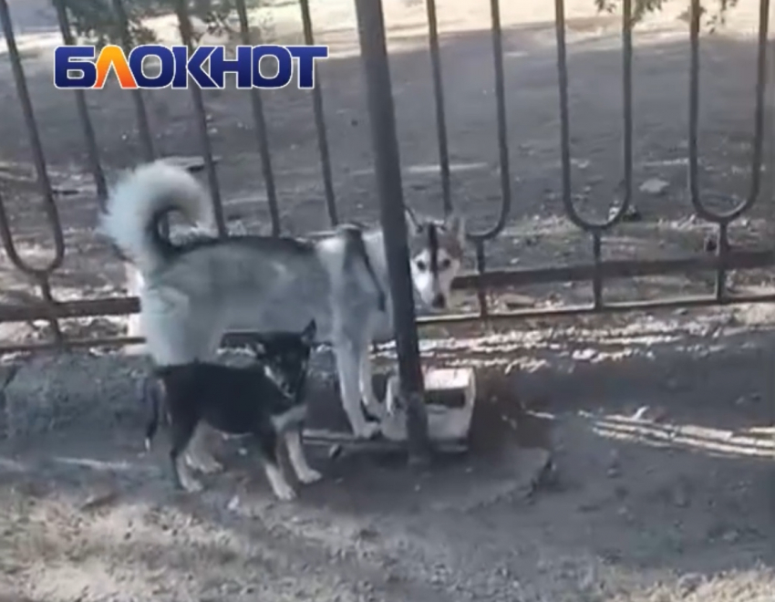 Душа разрывается: растерянная Хаски ищет щенка у стен института в Волгодонске