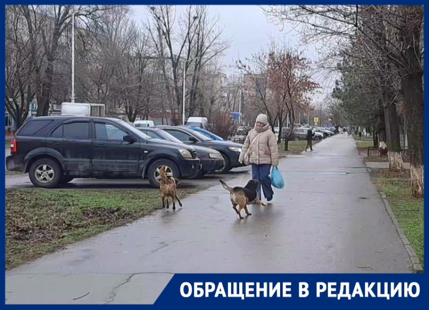 Агрессивная свора собак кидается на волгодонцев в районе площади Дзержинского