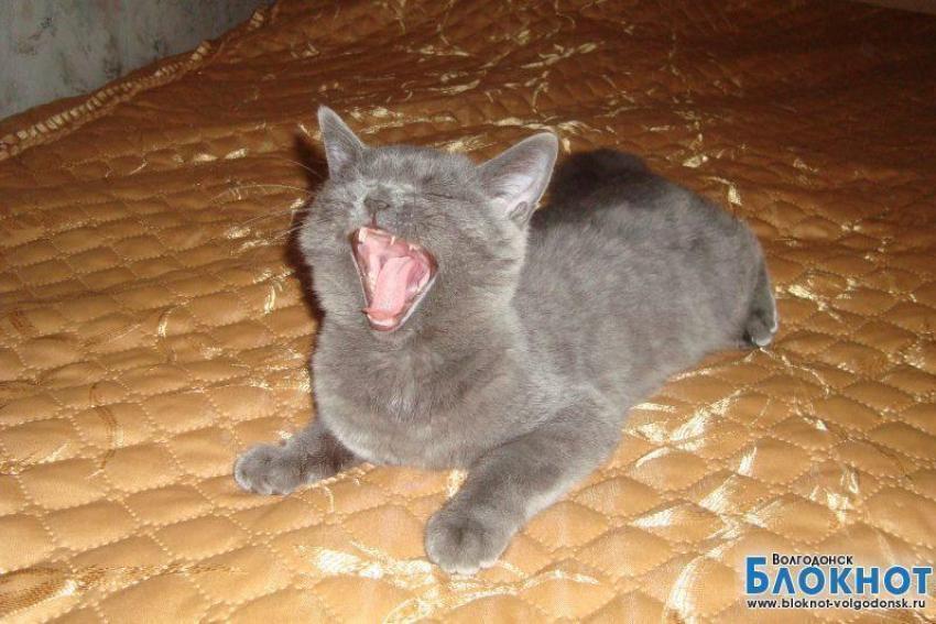 Мелисса — тридцать седьмая участница конкурса «Самый красивый кот Волгодонска»