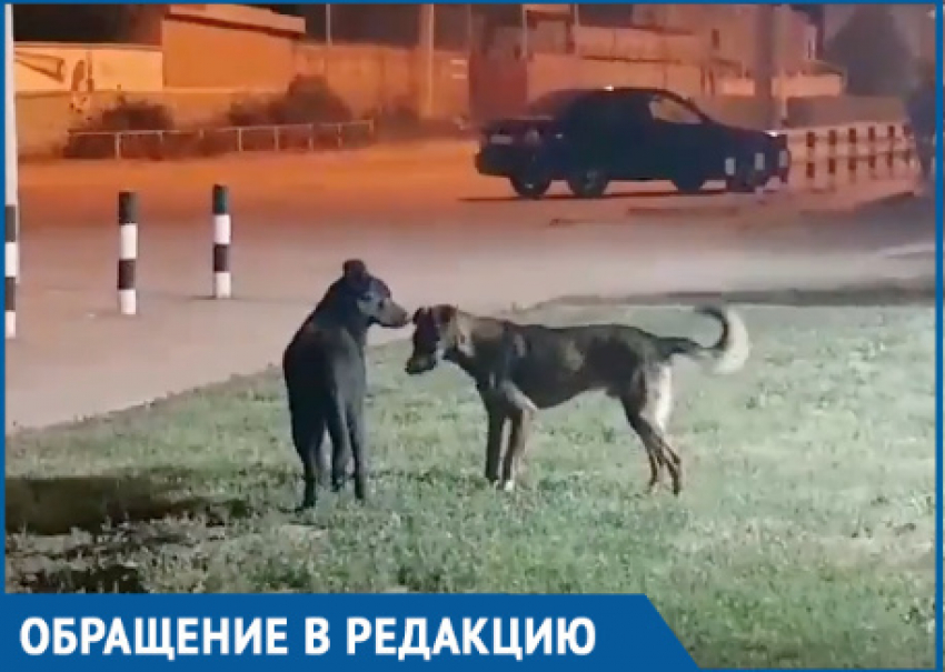 Жителей Волгодонска встревожило странное поведение бродячего пса