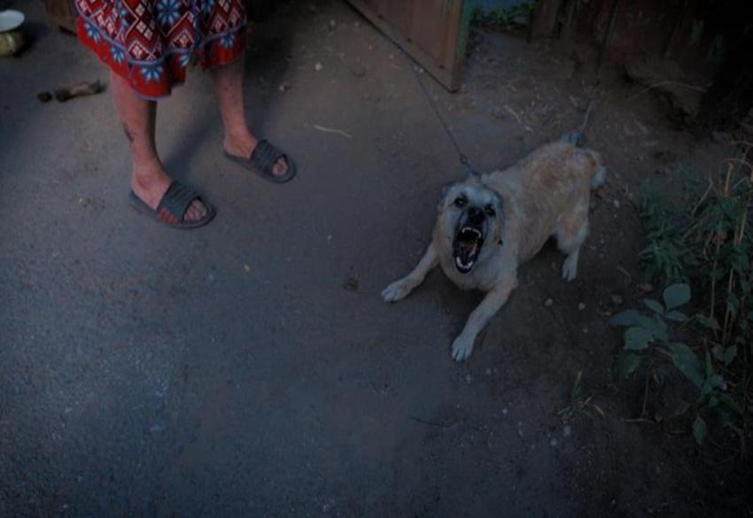 С угрозой бешенства столкнулись населенные пункты Волгодонского района