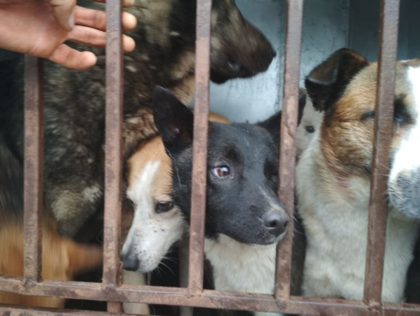 В Волгодонске приступили к отлову бездомных собак