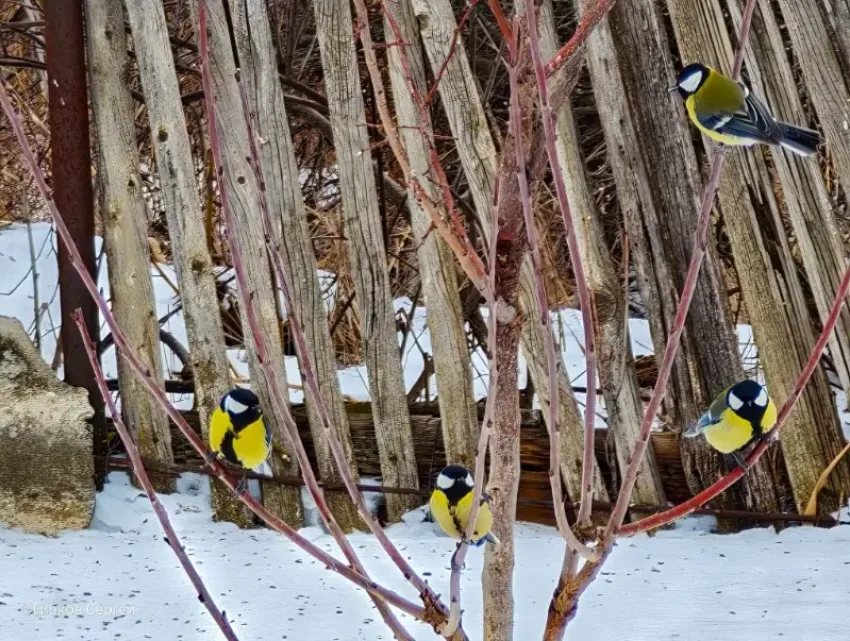 Во время морозов житель Волгодонска спасет синичек: кормит маленьких пернатых салом 