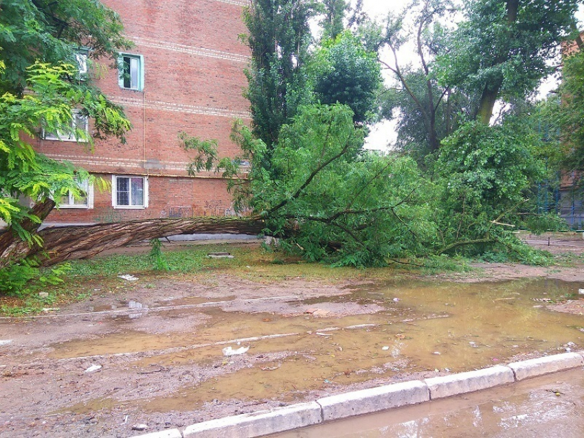 В одном из дворов Волгодонска во время дождя рухнуло большое дерево