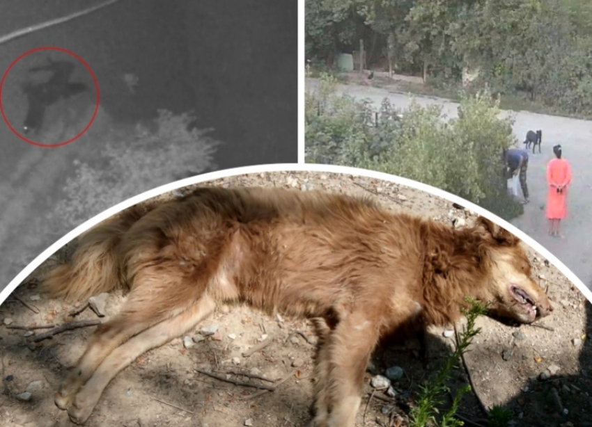 Перед смертью бились в конвульсиях: в Волгодонске массово потравили прикормленных бездомных собак