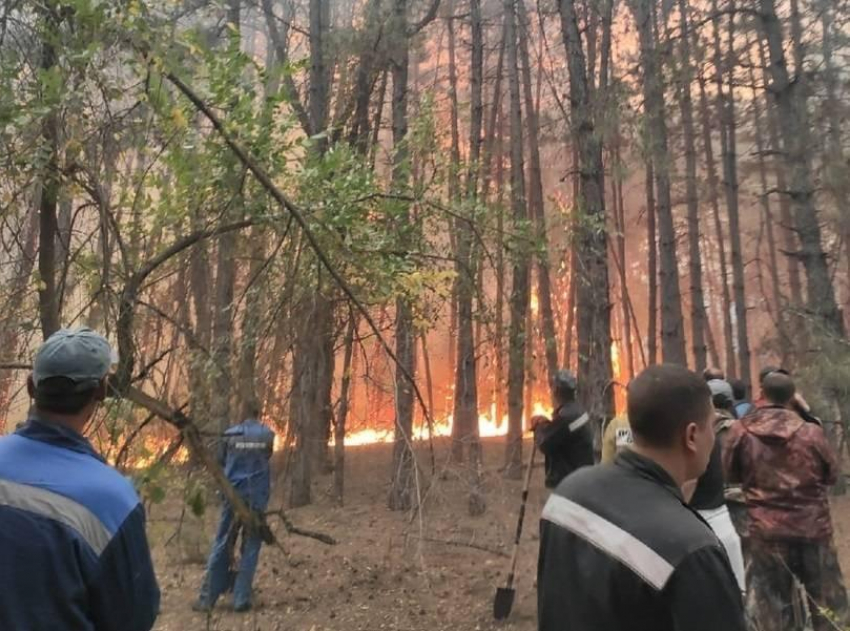 В лесах Волгодонска установят особый противопожарный режим