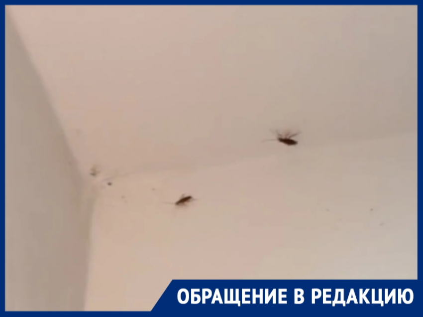 «Армию тараканов не берет никакая отрава!»: потолки и стены подъезда Энтузиастов, 39 облеплены паразитами