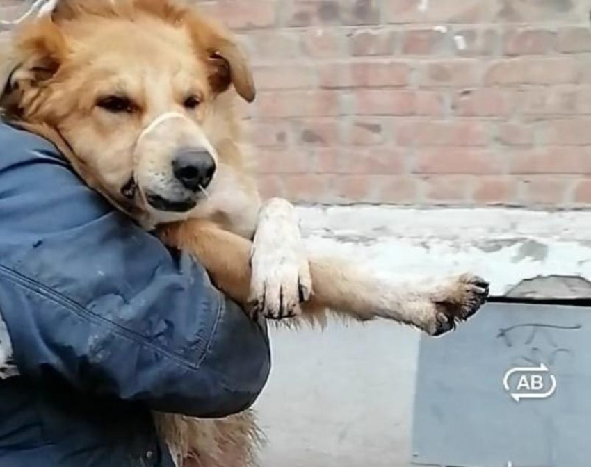 Легальное убийство собак в Волгодонске оценили в чашечку дешевого кофе