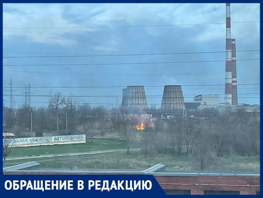 «Сколько птенцов диких птиц гибнет при сжигании камышей?»: волгодончанка