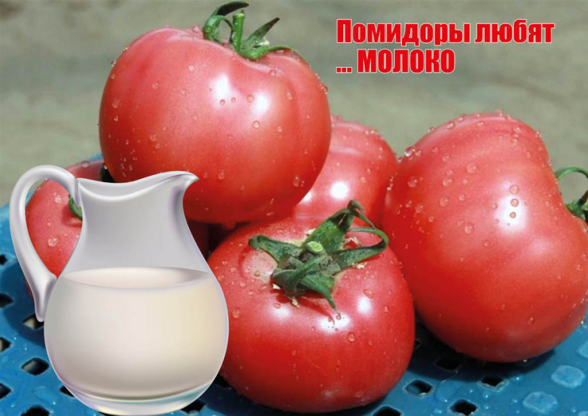 А вы знаете, что помидоры любят… молоко