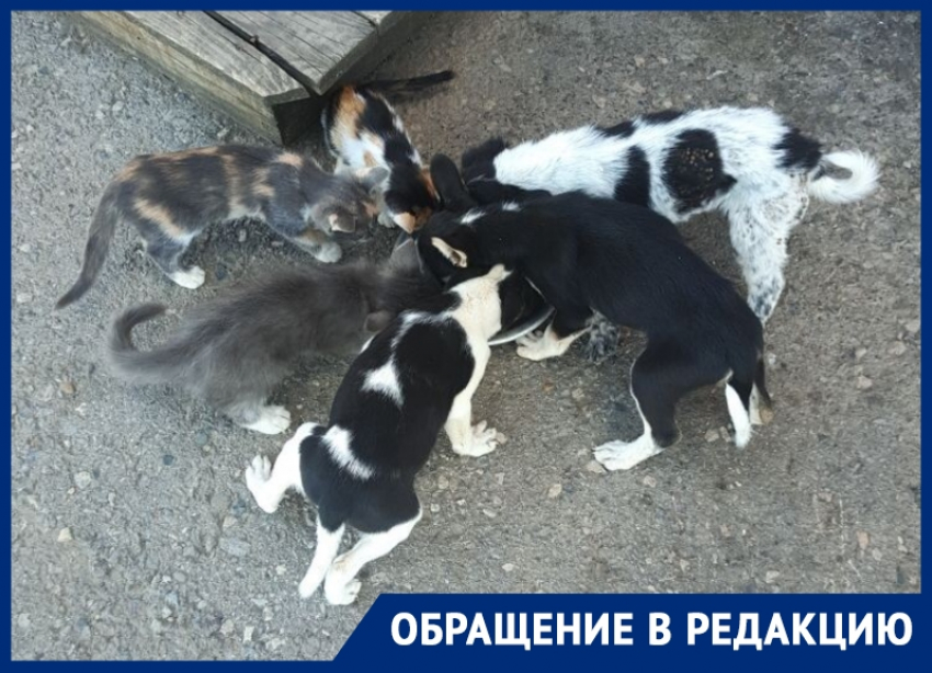 «Помогите не умереть голодной смертью»: женщина обнаружила истощенных животных на трассе Зимовники-Волгодонск