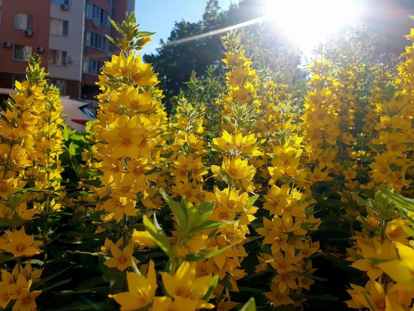  До +27 прогреется Волгодонск в День летнего солнцестояния