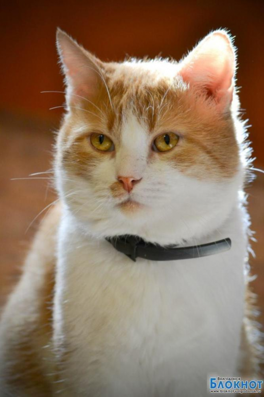 Кузьма - 81-й участник конкурса «Самый красивый кот Волгодонска»
