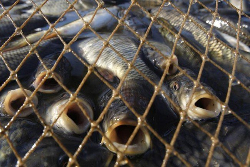 В Цимлянске задержали браконьера с крупной партией незаконно выловленной рыбы