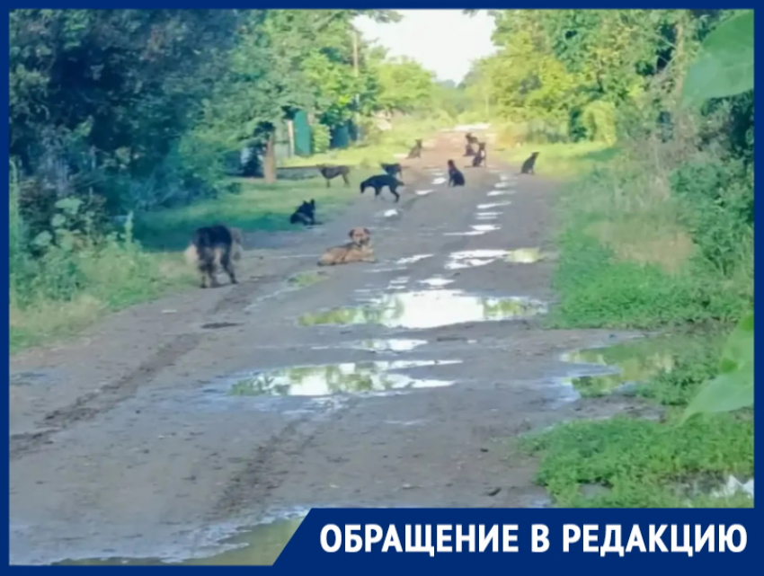 Свора из 20 бездомных собак терроризирует дачников в садоводстве «Мирный атом»