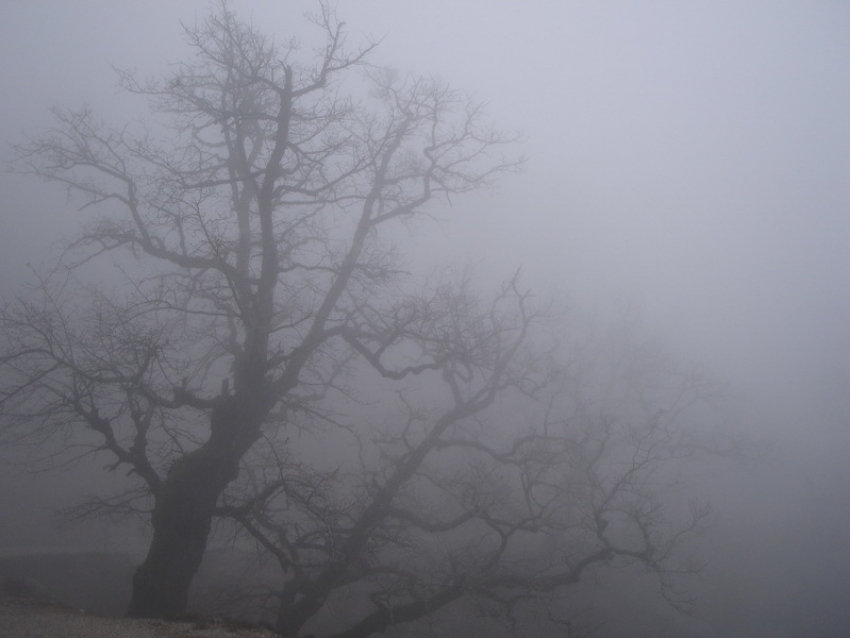 Из-за тумана на дорогах Волгодонска практически нулевая видимость