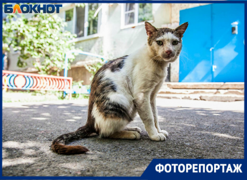 «Они не знают, что существует человеческая ласка»: как живут бездомные коты Волгодонска