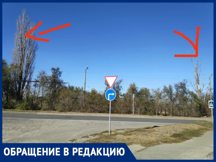«Существует реальная угроза их падения»: волгодончанка обратила внимание на опасные деревья на Портовой