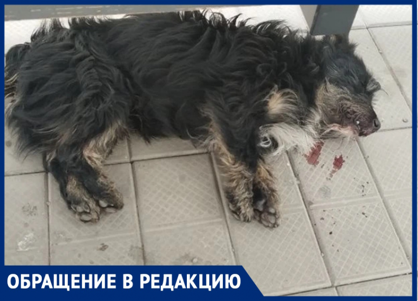 «Тебя совесть не мучает?»: в Волгодонске мужчина за рулем черного джипа сбил и бросил умирать пса Лаки