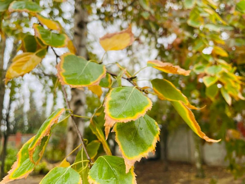Выходной вторник обещает быть пасмурным 