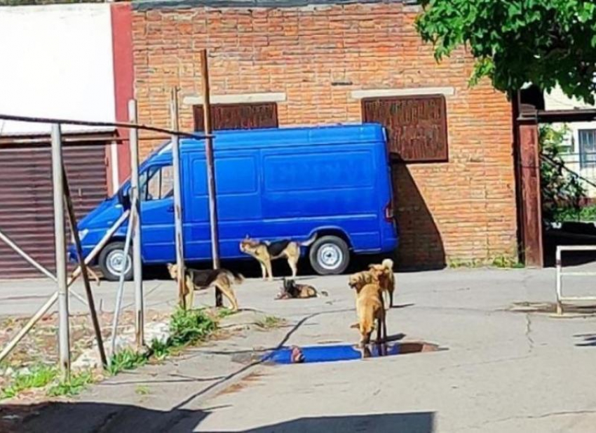 «В районе школы № 8 отловлены 2 бездомные собаки, работы продолжаются»: ДСиГХ