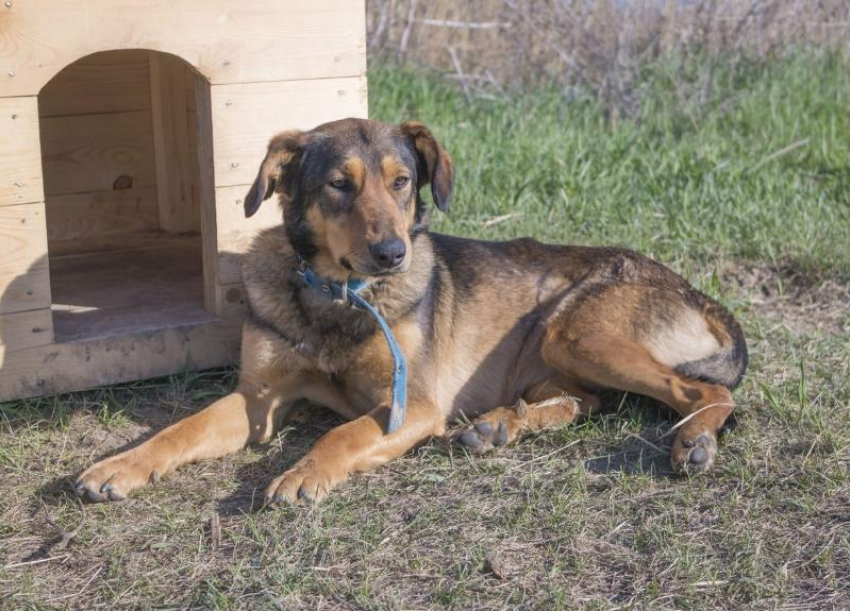 Спасенной собаке Найде с тяжелой судьбой ищут дом в Волгодонске