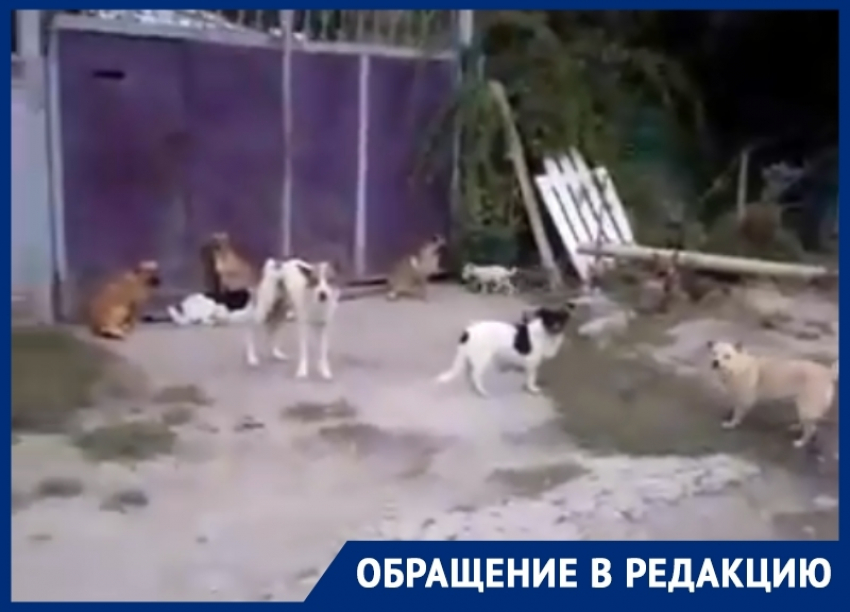 Более десяти бездомных собак объединились в стаю в Красном Яру