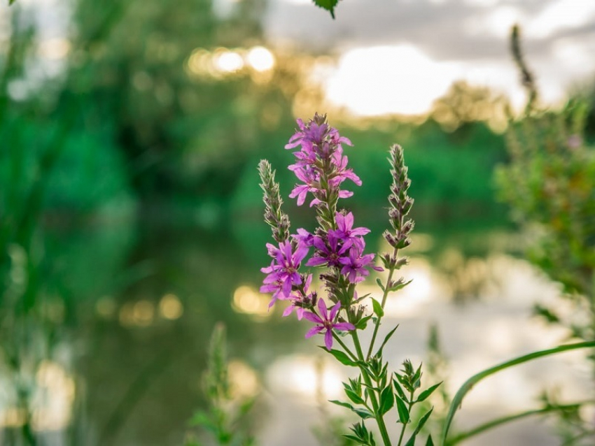 Жаркий и солнечный день ждет Волгодонск