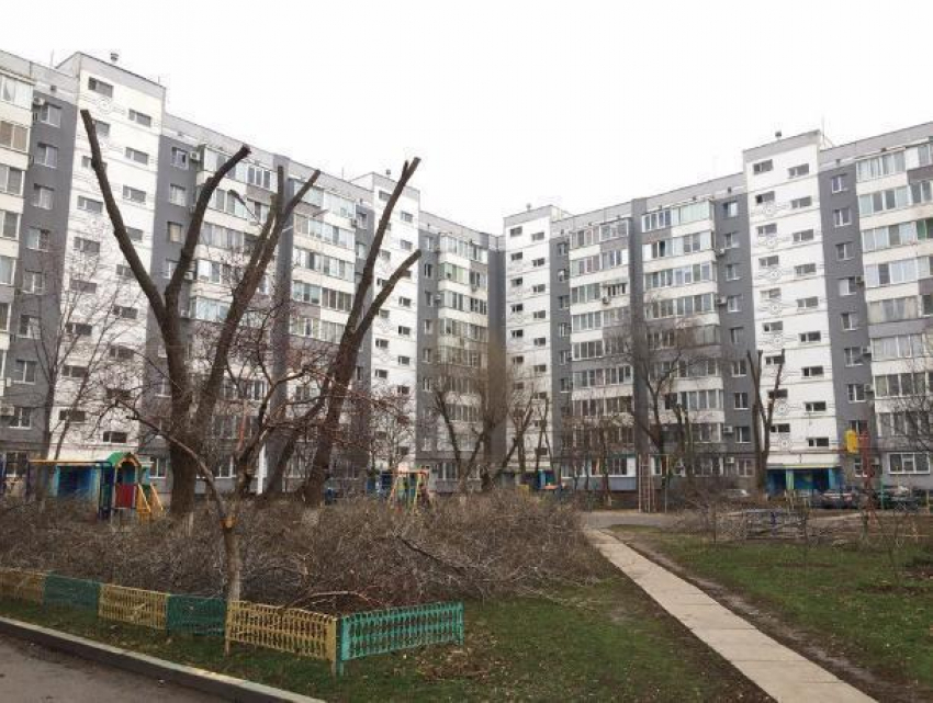 Был зеленый двор, а сделали двор после «Чернобыля», - волгодончанка об обрезке деревьев 