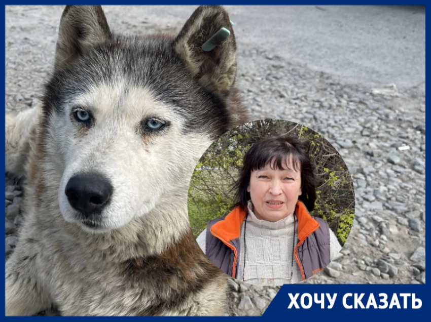 «Ее хозяева погибли»: голубоглазой девочке хаски ищут дом