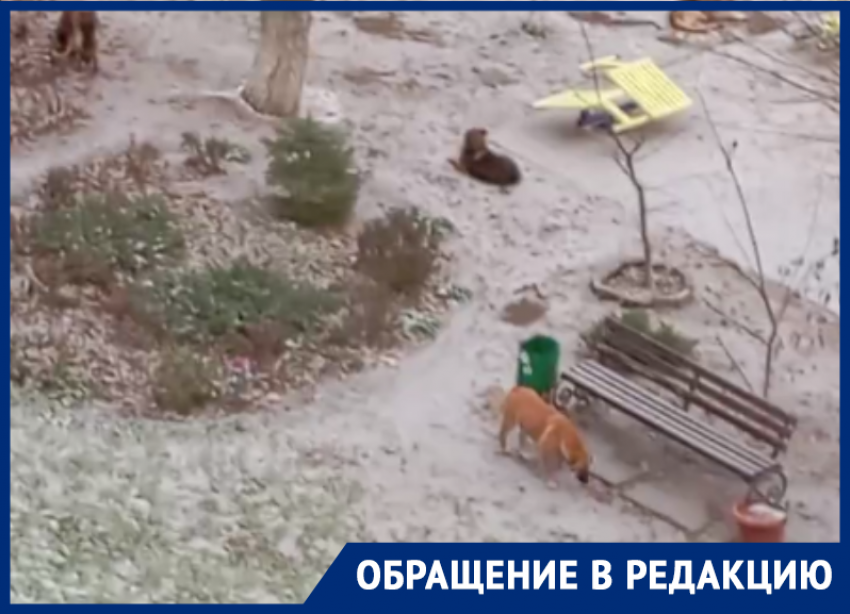 В Волгодонске жители бьют тревогу из-за скопления бродячих собак на детской площадке