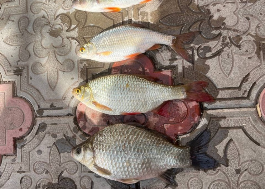 На Цимлянском водохранилище возобновился промышленный лов рыбы