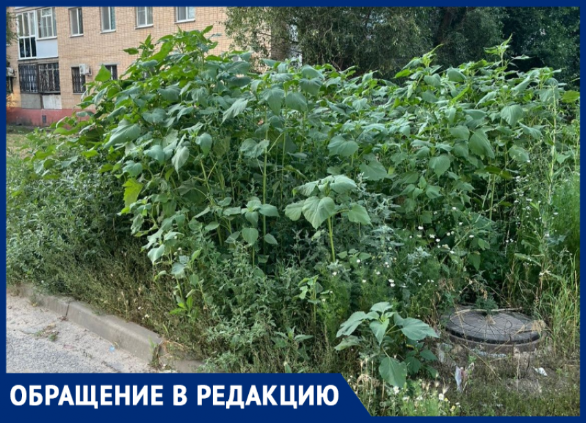 Возле детской инфекционной больницы пышно цветет амброзия