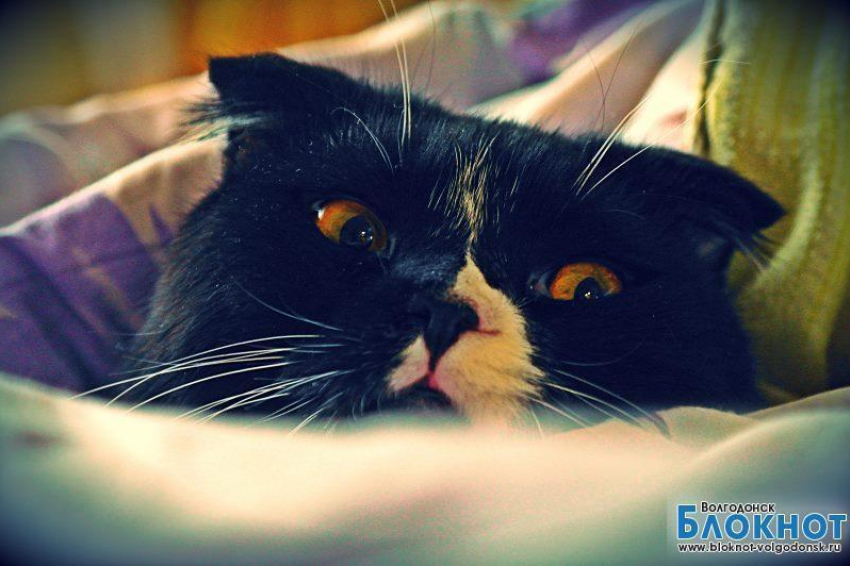 Никоша — второй участник конкурса «Самый красивый кот Волгодонска»