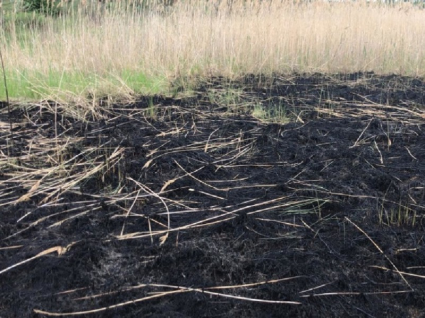 Пастуха из Волгодонска оштрафовали за поджог тростника в садоводстве «Летний сад»