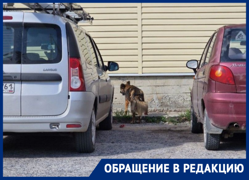 После кормления «зоозащитниками» бездомная собака сразу атаковала «беззащитного» дедушку 