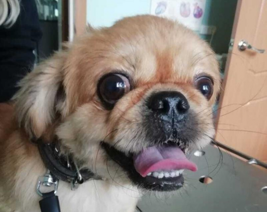 В Волгодонске началась бесплатная вакцинация кошек и собак от бешенства