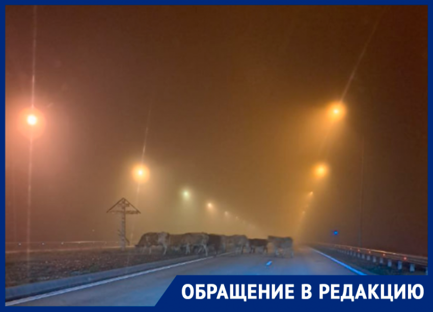Утро в тумане, коровы на трассе: поездка ранним утром едва не закончилась трагедией