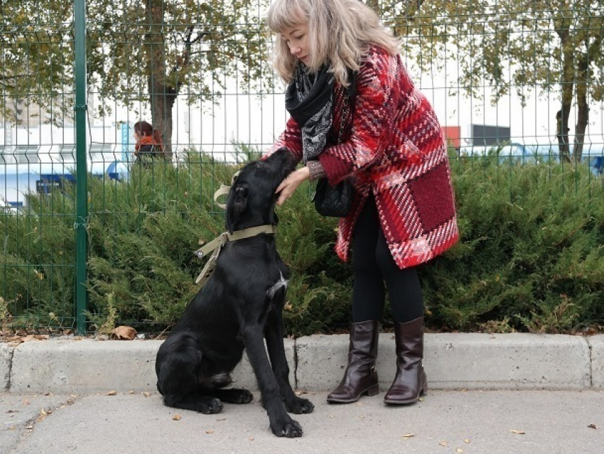 Волонтерам удалось собрать внушительную сумму для бездомных животных и найти новый дом для двух собак во время акции в Волгодонске
