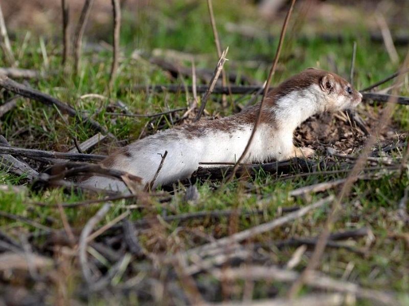 ЛАСКА (Mustela nivalis) - Фауна Беларуси